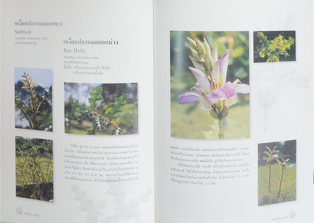 สมุนไพรไทย มรดกไทย