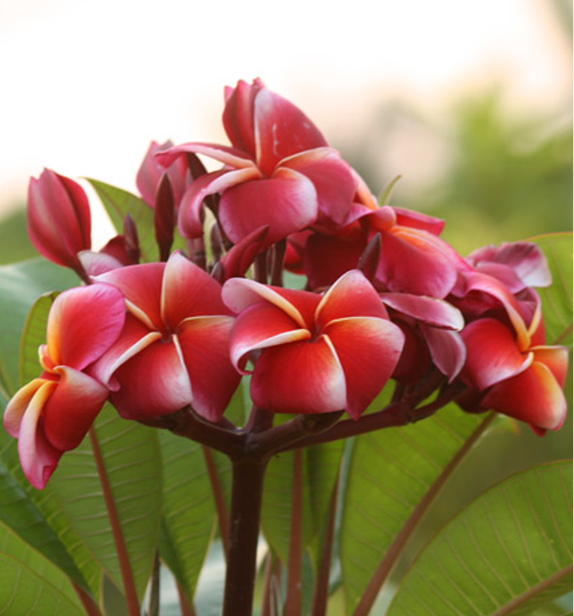 ต้นลีลาวดี แดงจีน่า ต้นลั่นทม Plumeria ไม้ดอกยืนต้น