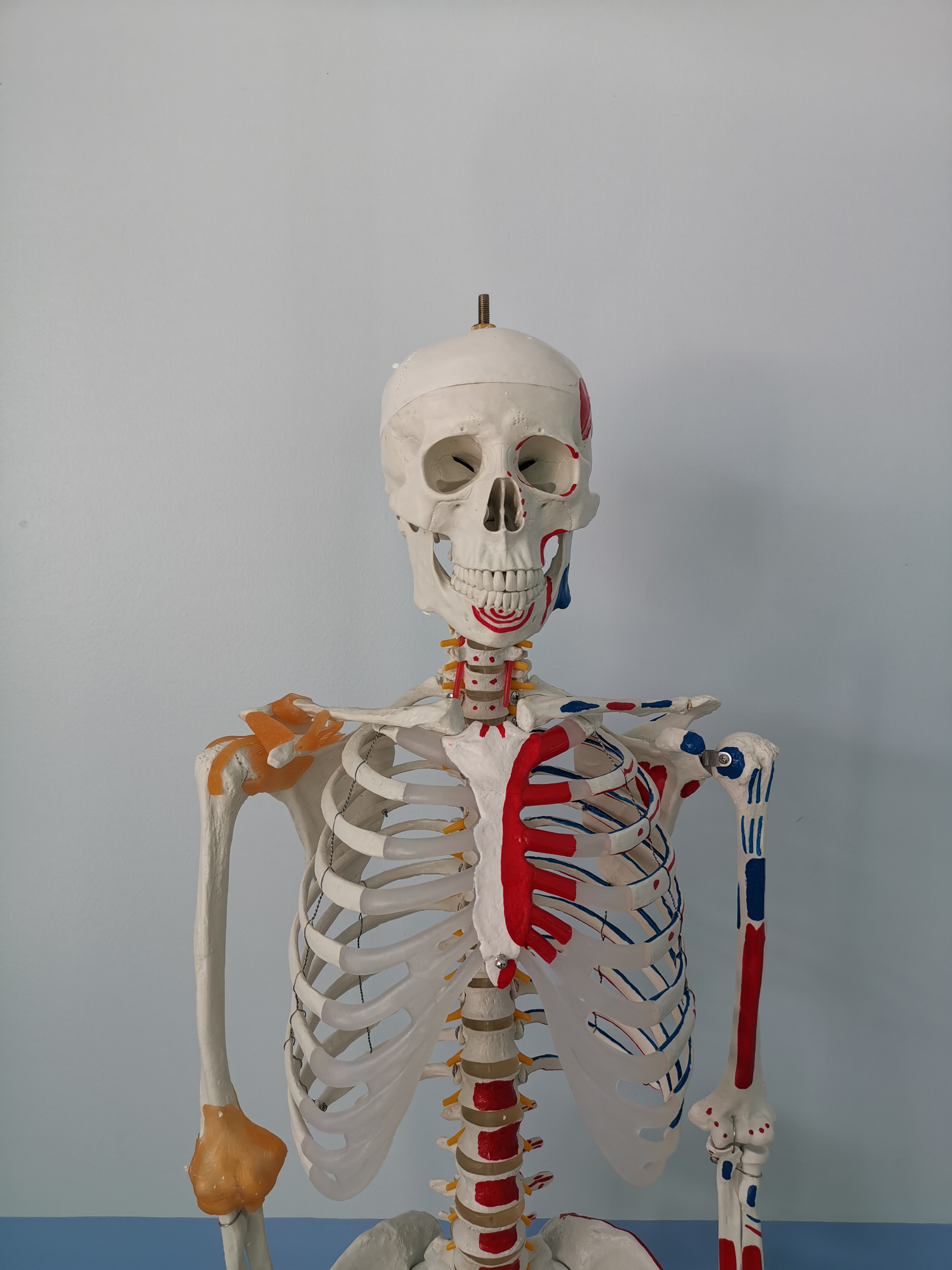 โมเดลโครงกระดูกมนุษย์ ขนาดเท่าของจริง แบบแสดงเอ็นข้อต่อและจุดเกาะกล้ามเนื้อ (รุ่น PVC แข็งแรงพิเศษ)