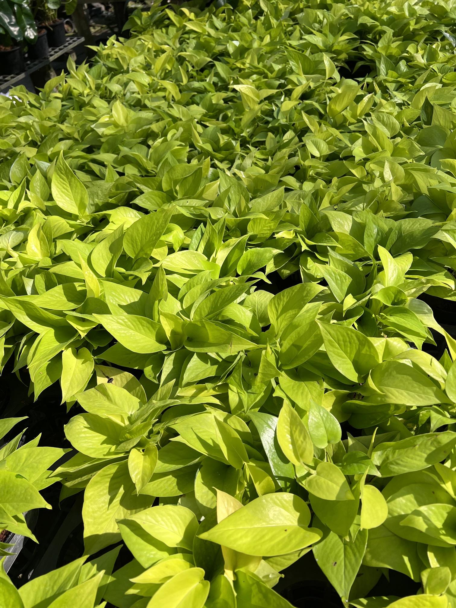 พลูทอง. Golden Pothos