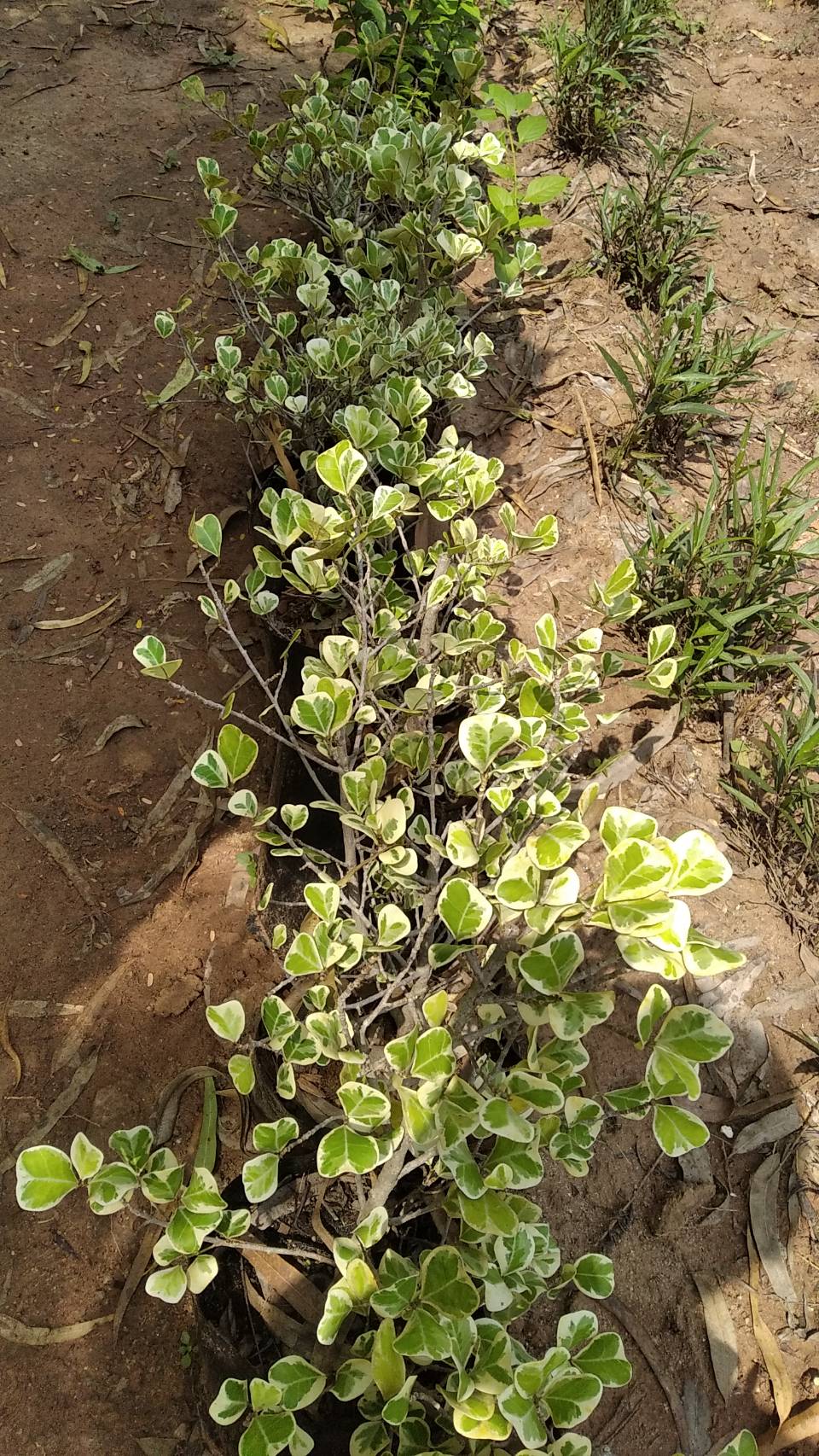 หัวใจเศรษฐี Mistletoe Rubber Plant