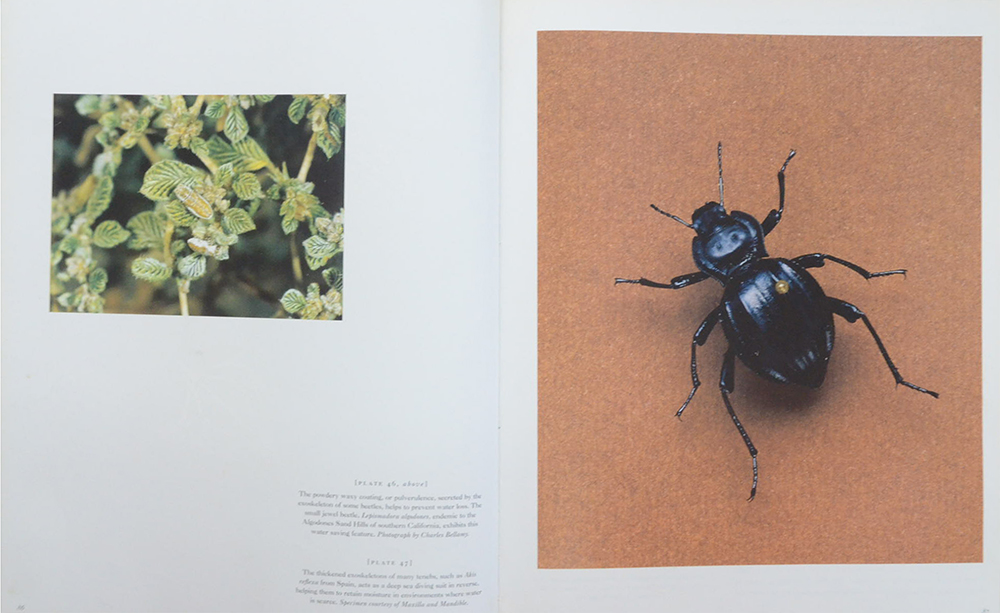 An Inordinate Fondness for Beetles