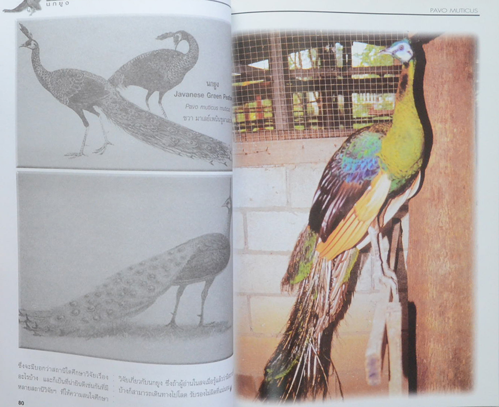 นกยูง (ขายตามสภาพ)