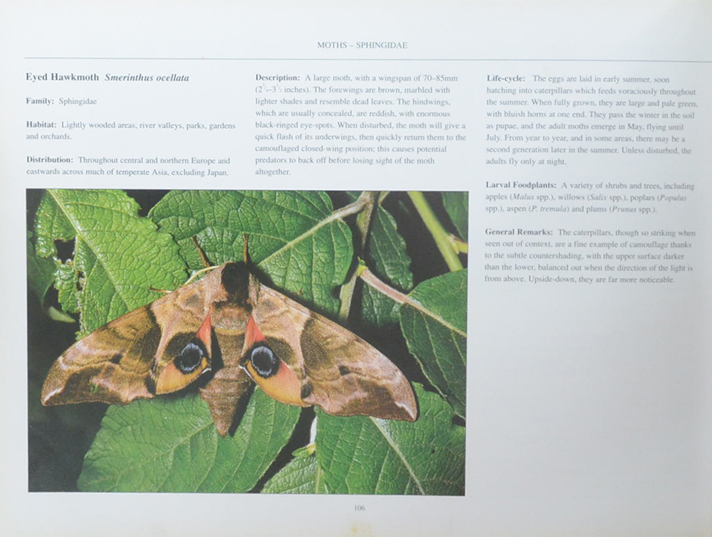 The Fascinating World of Butterflies & Moths