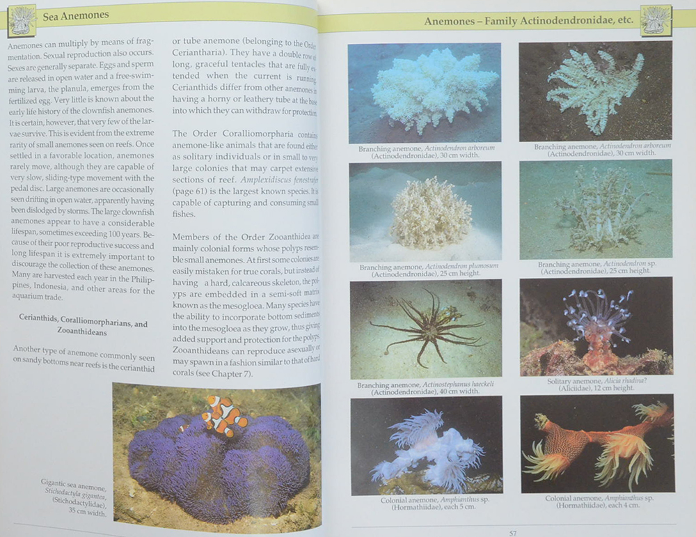INDO-PACIFIC CORAL REEF FIELD GUIDE