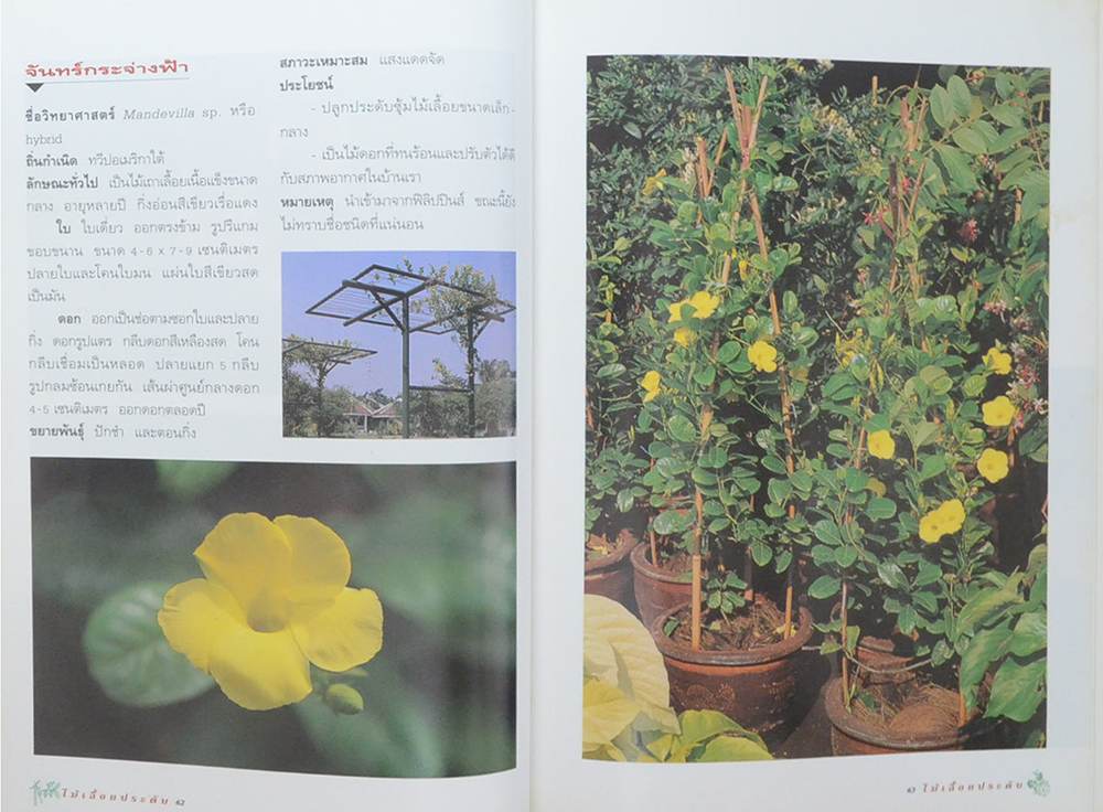 ไม้เลื้อยประดับ