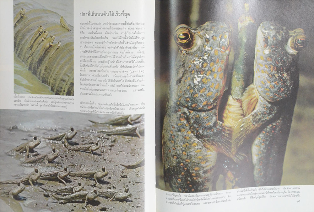 เอเชียเขตร้อน