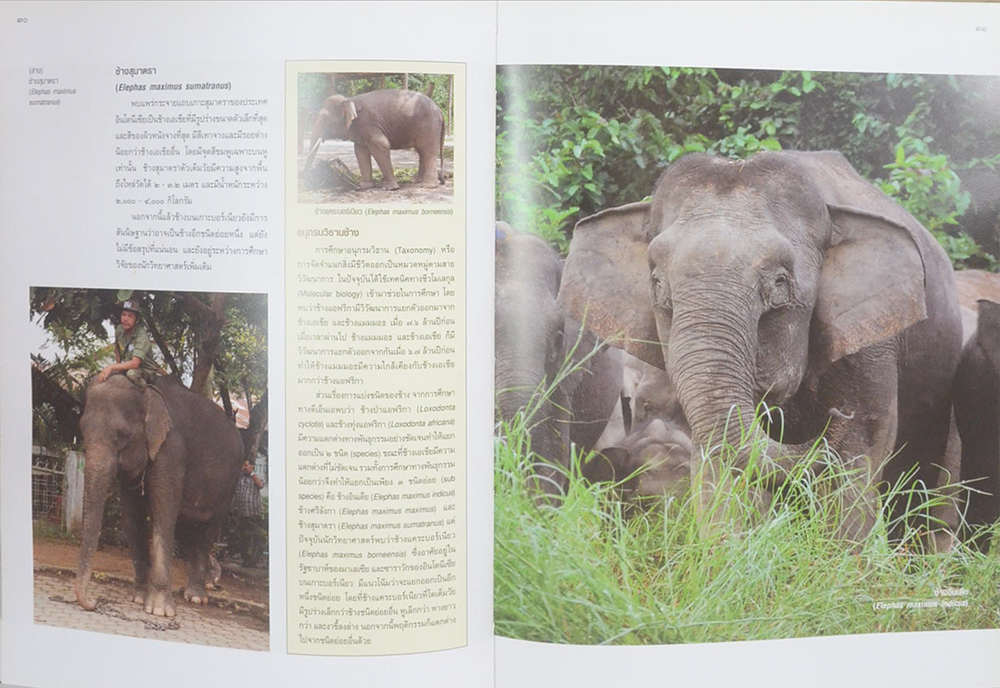 คืนช้างสู่ธรรมชาติ