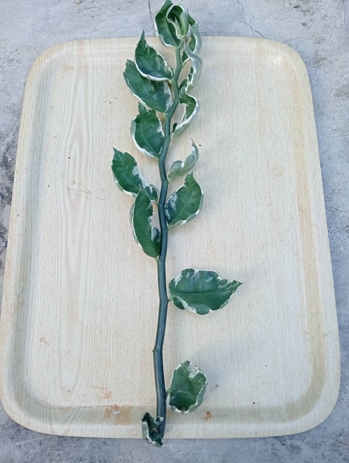 กิ่งแสยกด่าง นกน้อยนำโชค แสยกเขียว กวักเงินกวักทอง ไม้มงคลมี 3 สี