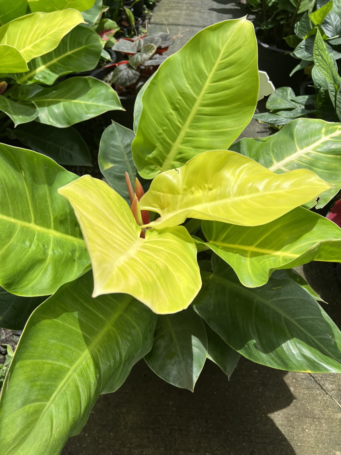 กุมารเรียกทรัพย์ Philodendron Moonlight ต้นมูนไลท์ กระถาง 15 นิ้ว