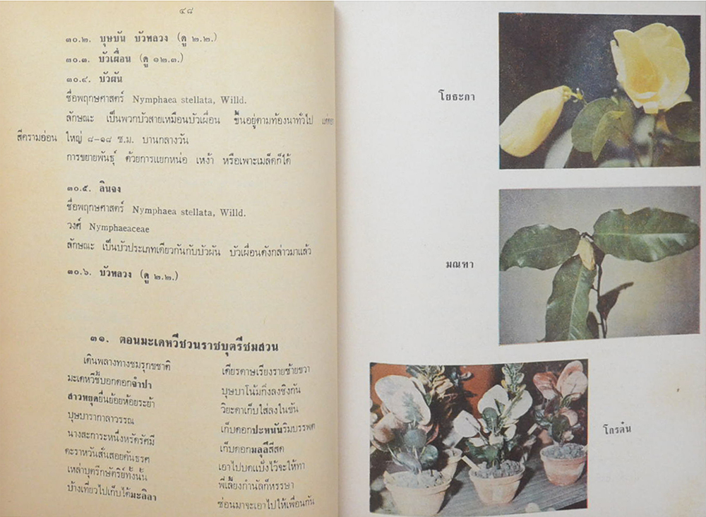 นางฤทธิรณไชย (ต้นไม้ในวรรณคดี)