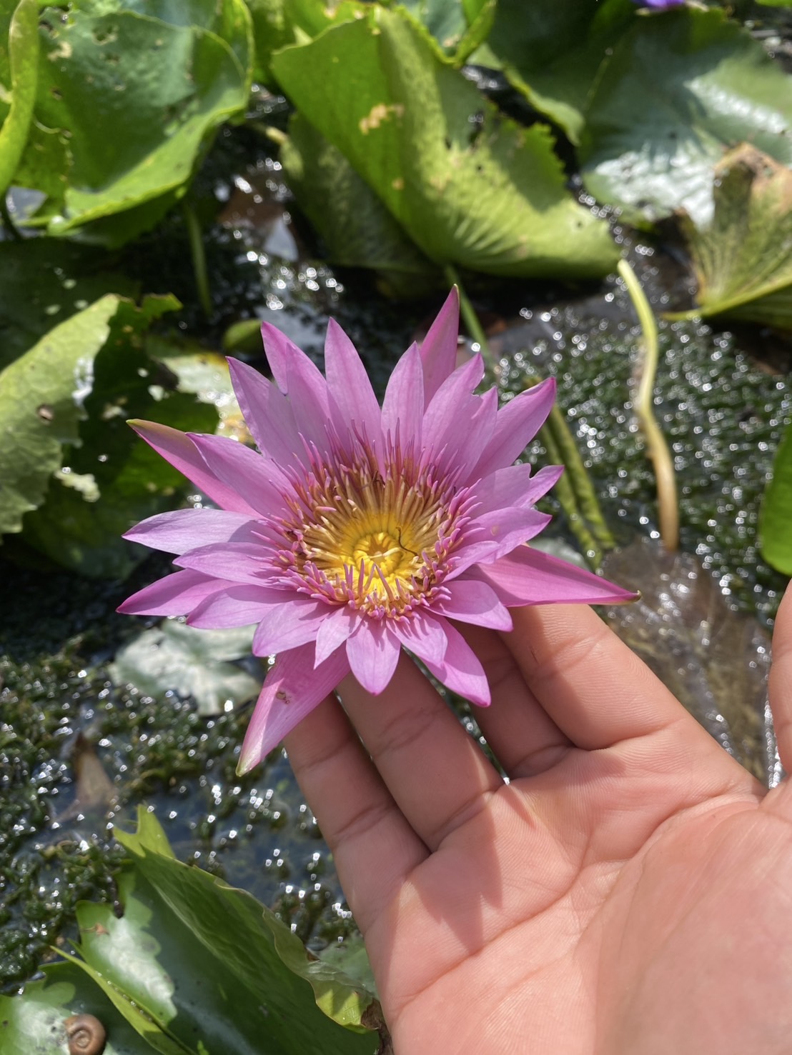 ต้นบัวฉลองขวัญ Chalong Khwan