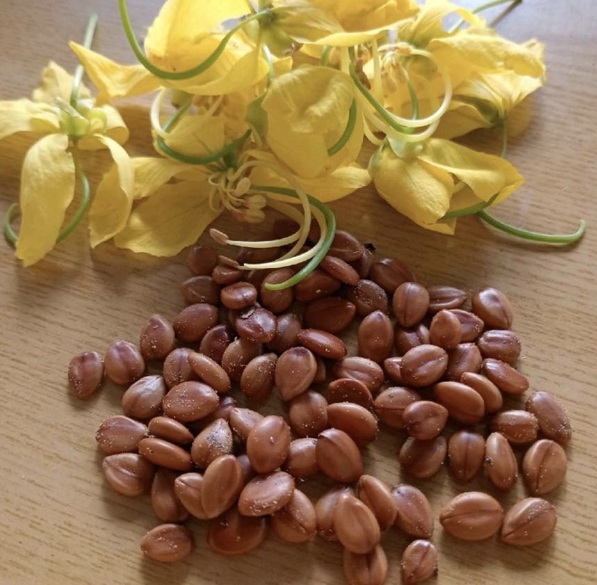 เมล็ดต้นราชพฤกษ์ (Cassia fistula) หรือคูนเหลือง