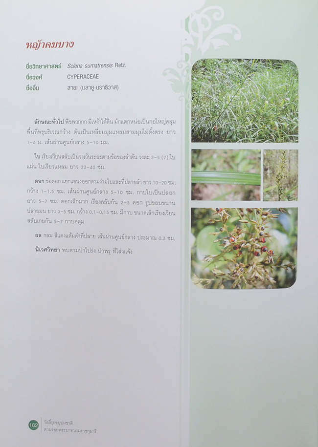 วัลลิ์รุกขบุปผชาติ ตามรอยพระบาทบรมราชกุมารี (ขายตามสภาพ)