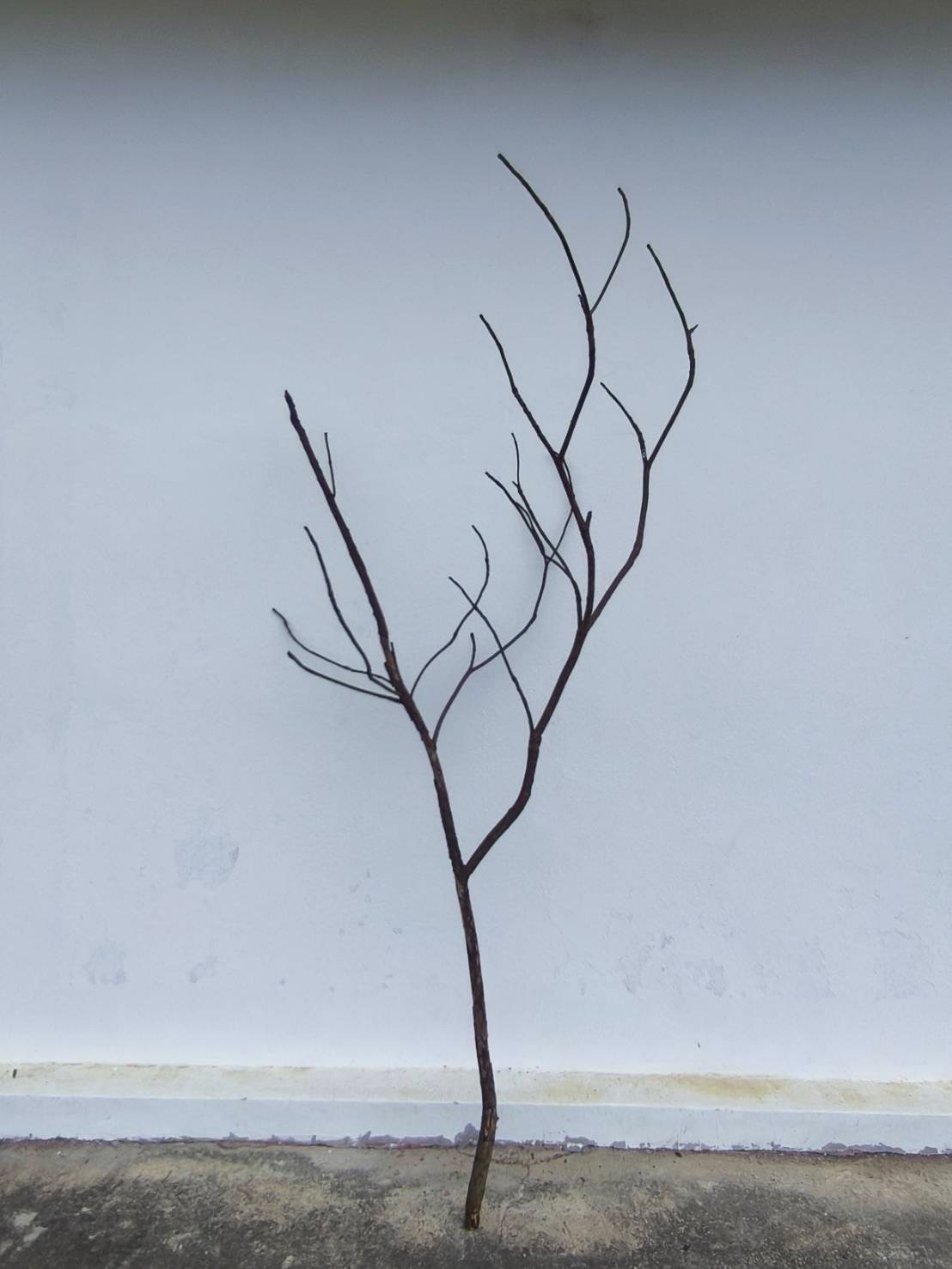 🌿 กิ่งไม้แห้งจริง Tree branch (เบอร์ 15)