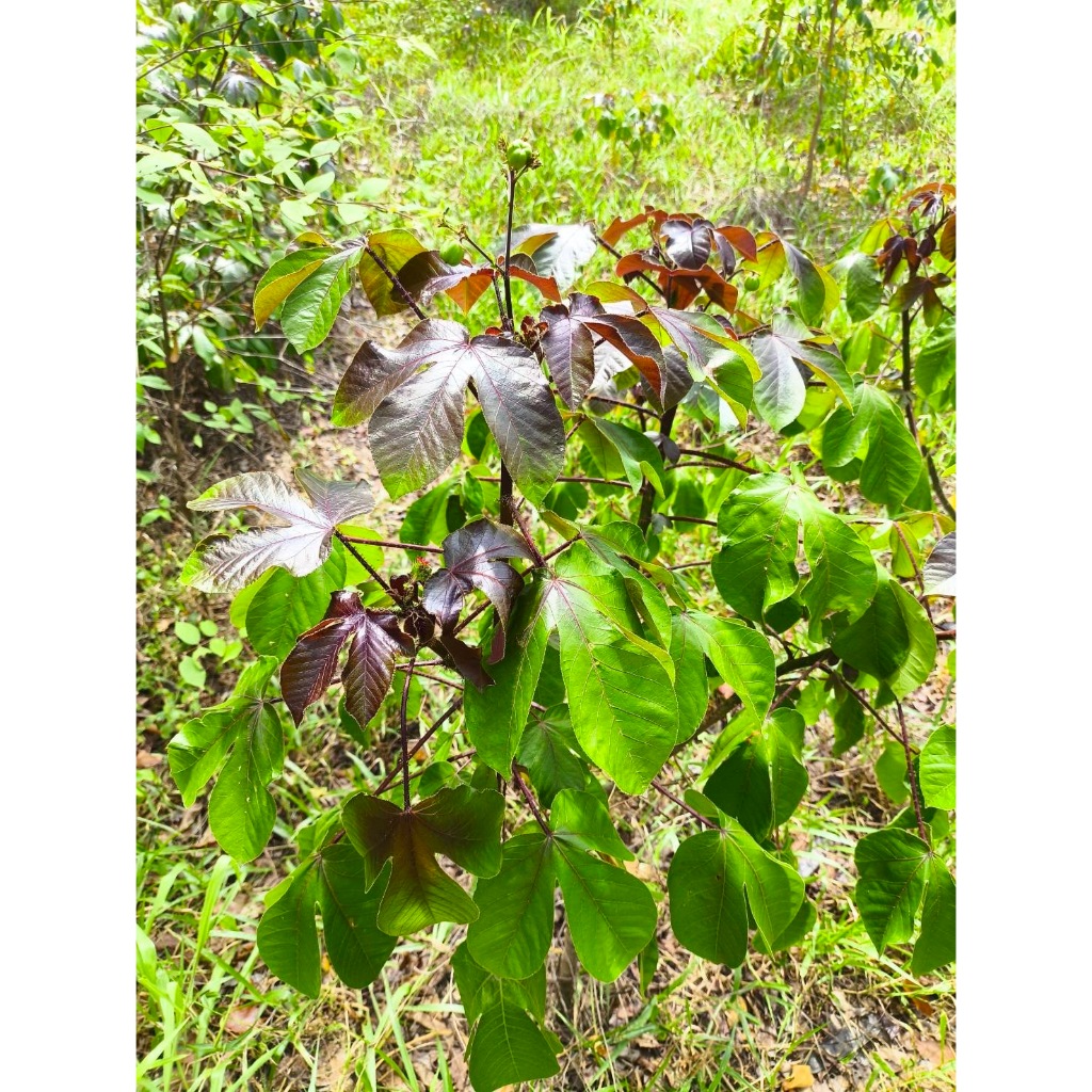 ใบสบู่แดง สด สำหรับทำยา Bellyache Bush