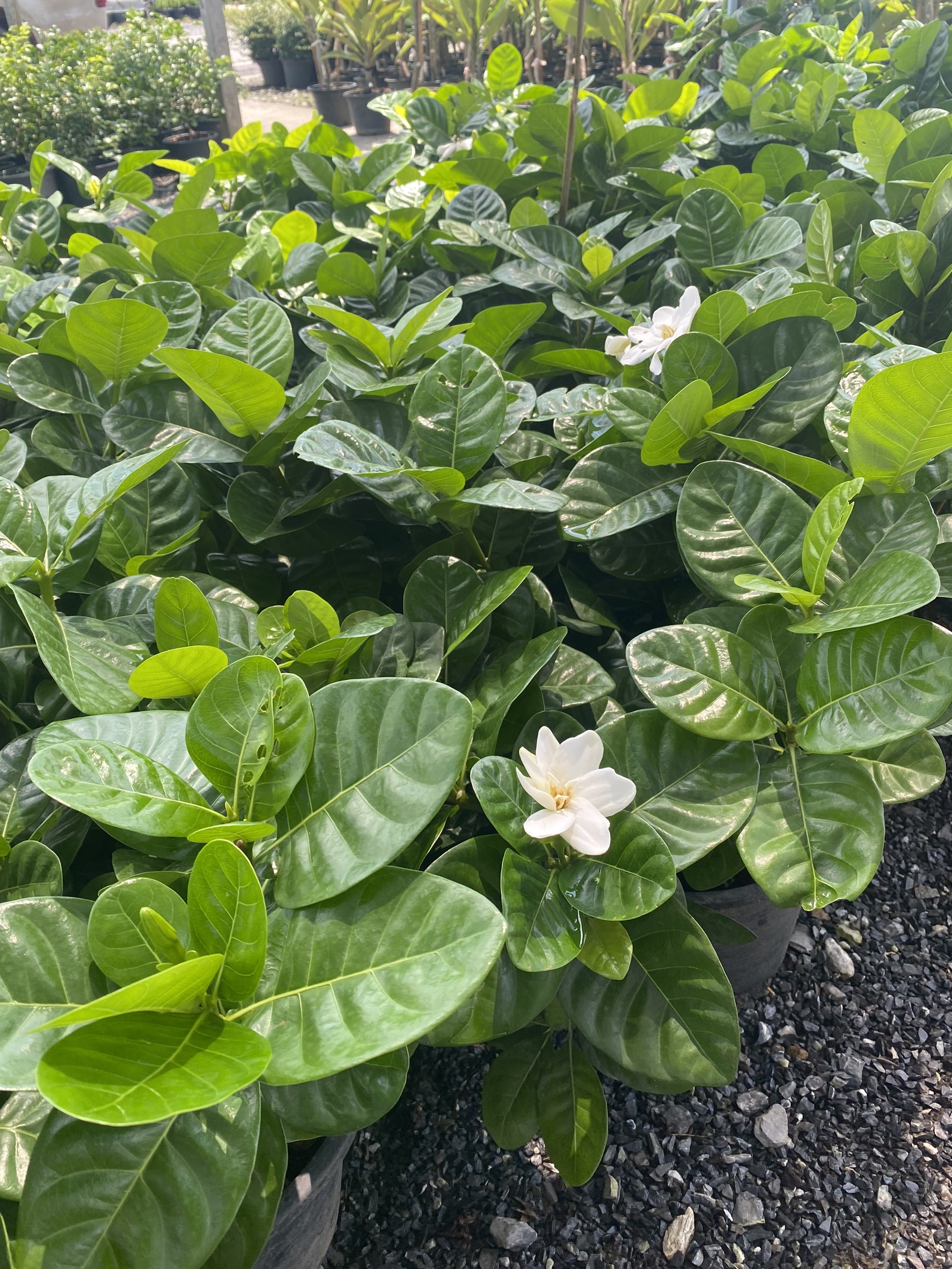 พุดแคระทูอินวัน Gardenia taitensis DC