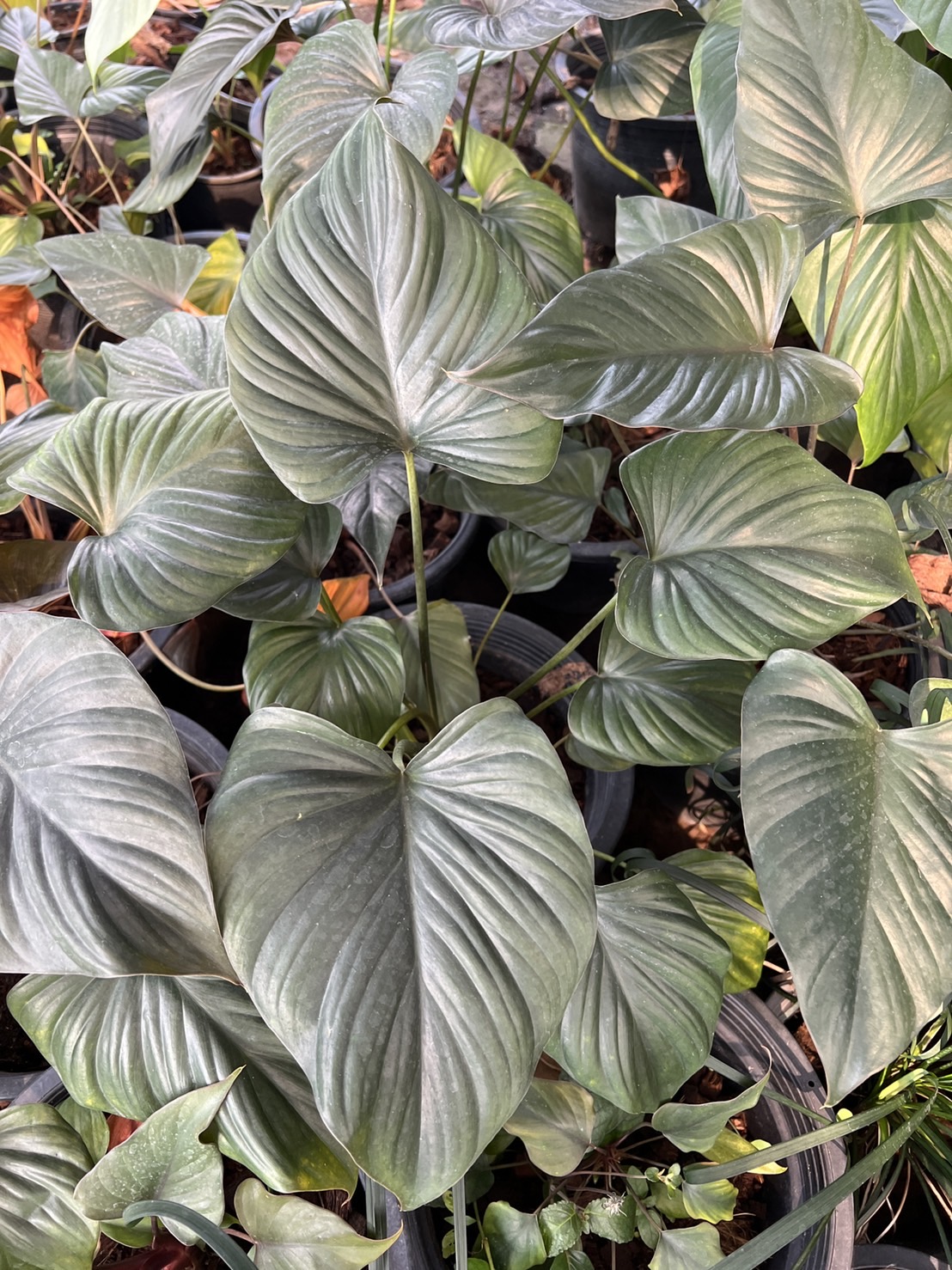 เสน่ห์จันทร์ดำ Colla aromatica Roxb