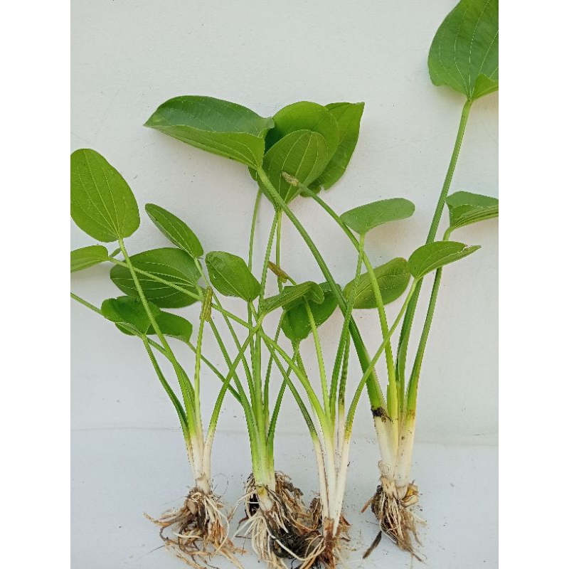 (กิ่งพร้อมราก) ต้นบัวอเมซอน ดอกสีขาว Creeping burhead ไม้น้ำ