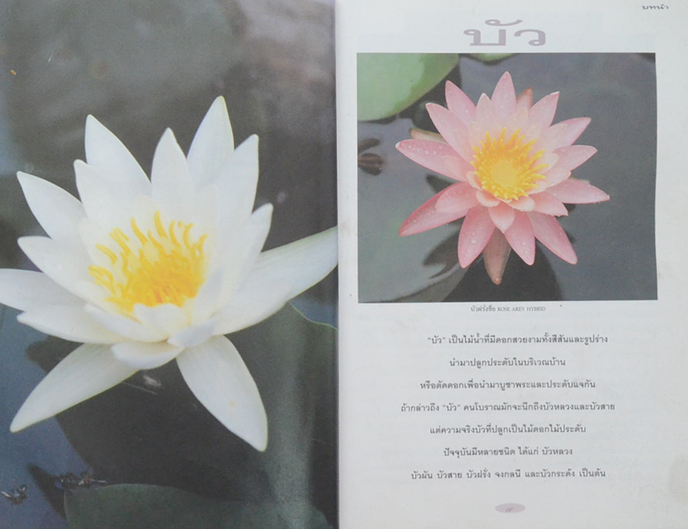 บัว: ไม้ดอกไม้ประดับ (ขายตามสภาพ)