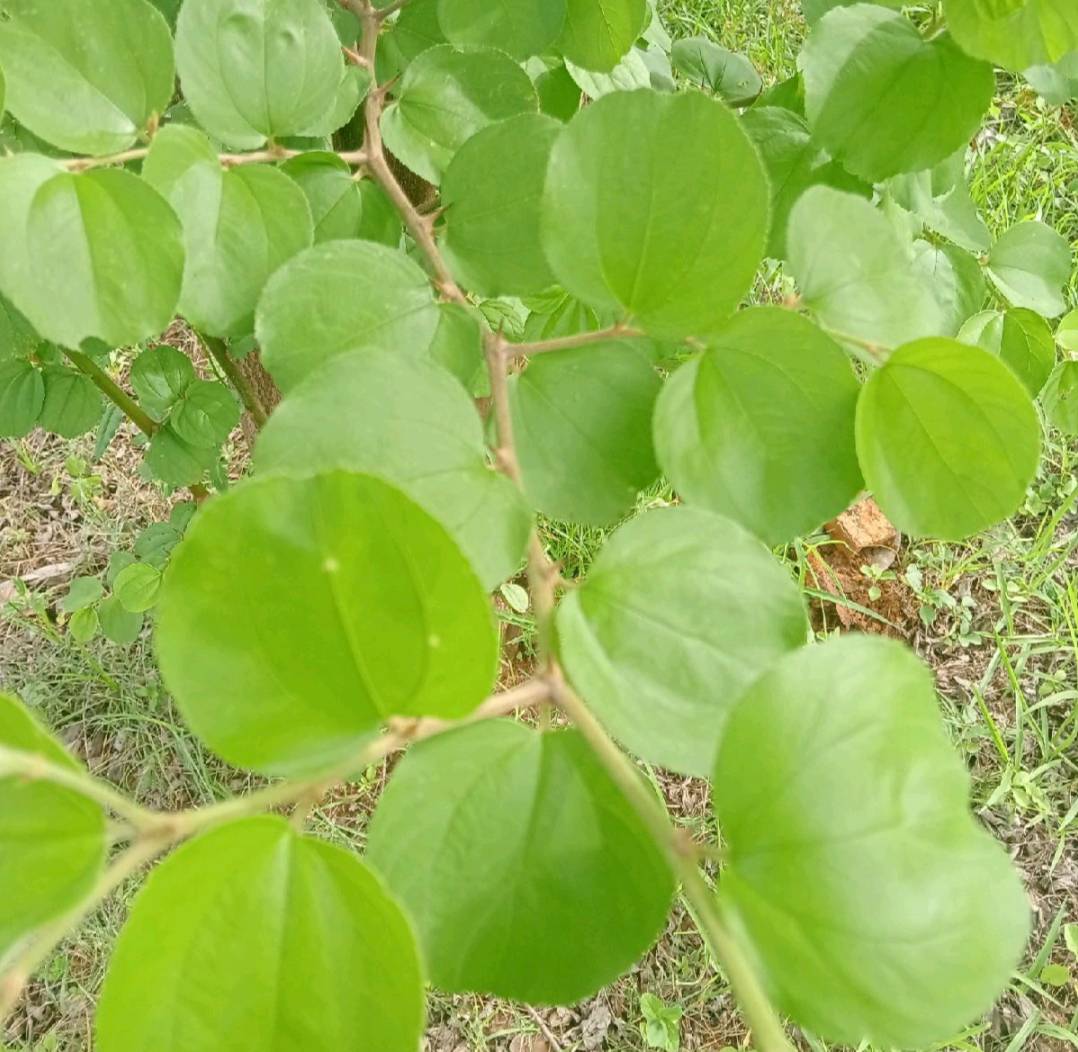 ใบพุทราสด jujube 100 ใบ