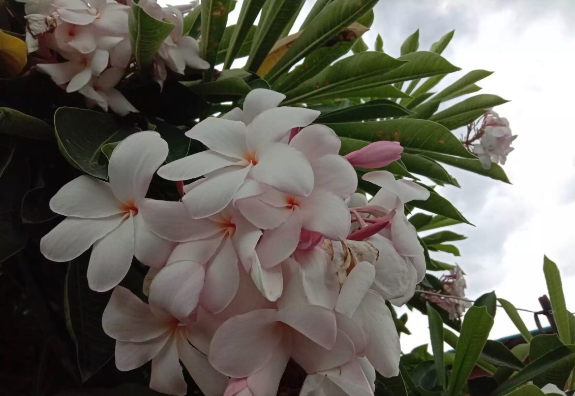 ต้นลีลาวดี ชมพูครรภ์ ต้นลั่นทม Plumeria ไม้ดอกยืนต้น