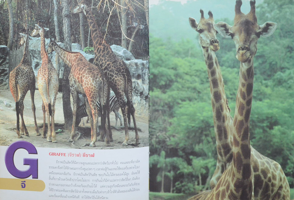 เด็กเรียนรู้สัตว์โลก ABC