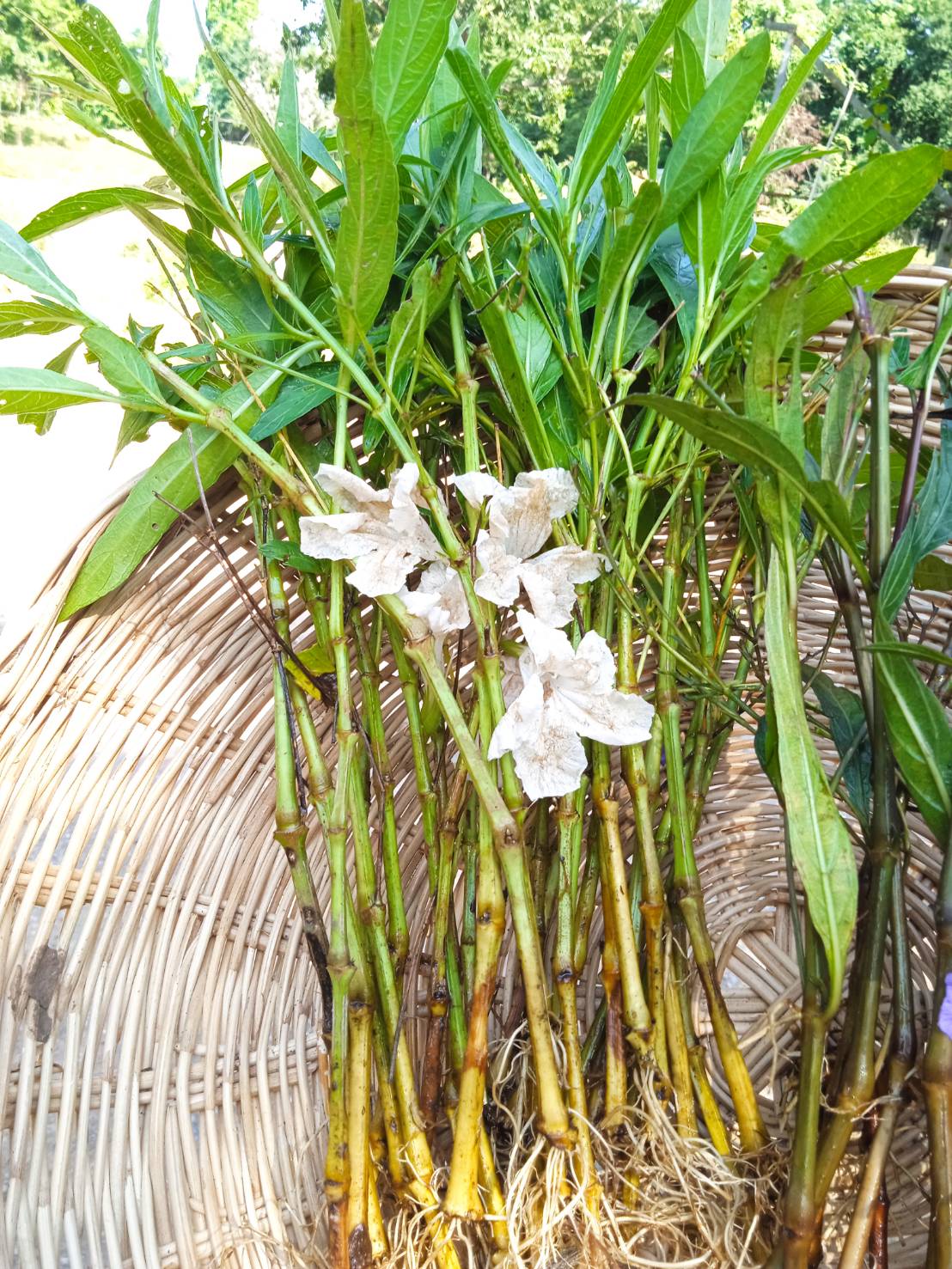 กิ่งต้อยติ่งฝรั่ง ( แบบมีราก ) Ruellia