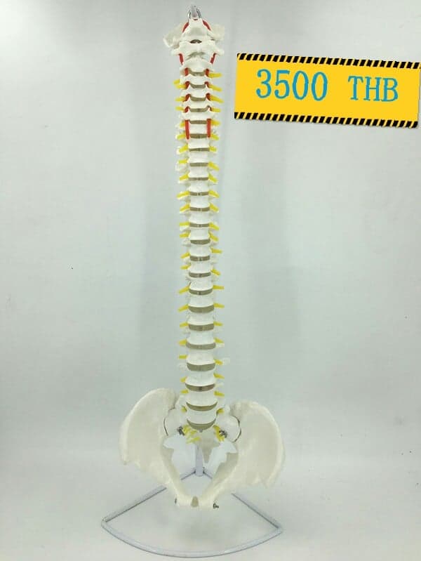 กระดูกสันหลังมนุษย์จำลอง