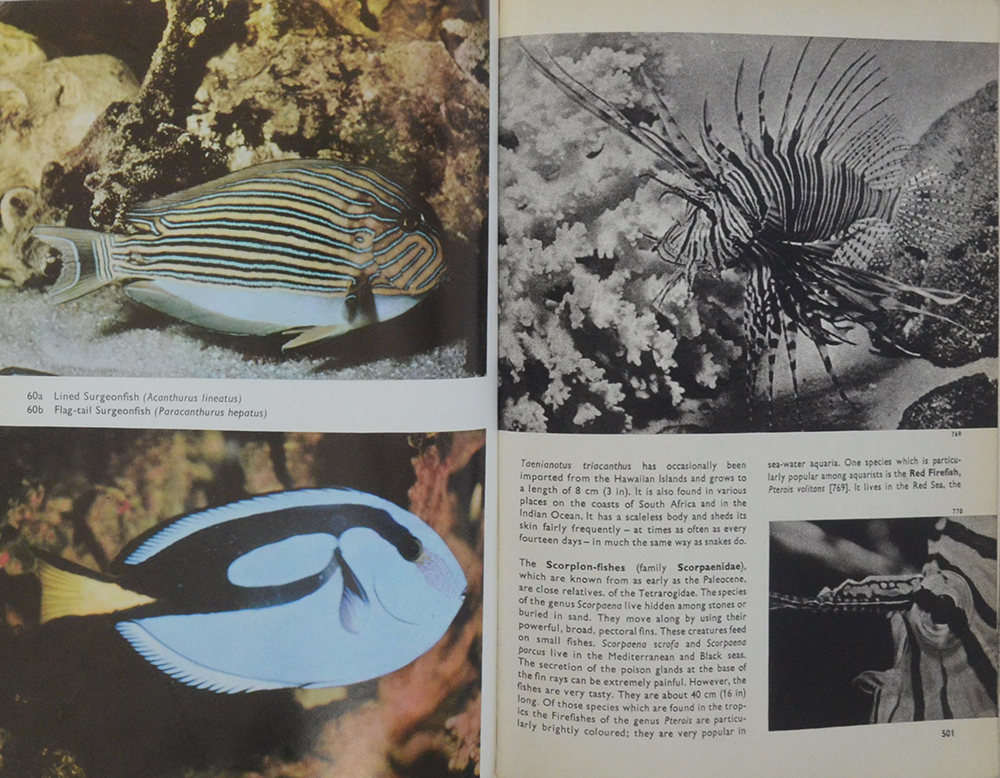 The Pictorial Encyclopedia of Fishes