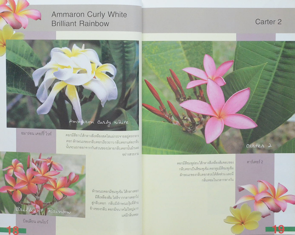 โลกของลีลาวดี เมื่อผมอยากชวนปลูกลีลาวดี (ขายตามสภาพ)