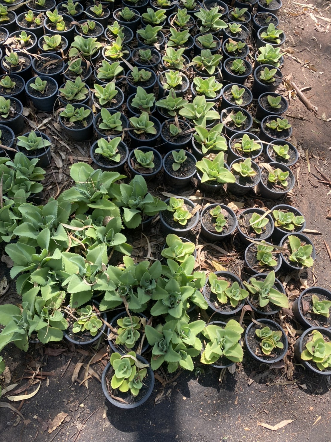 เศรษฐีพันล้าน Mother of Thousands ไม้อวบน้ำ คว่ำตาย หงายเป็น