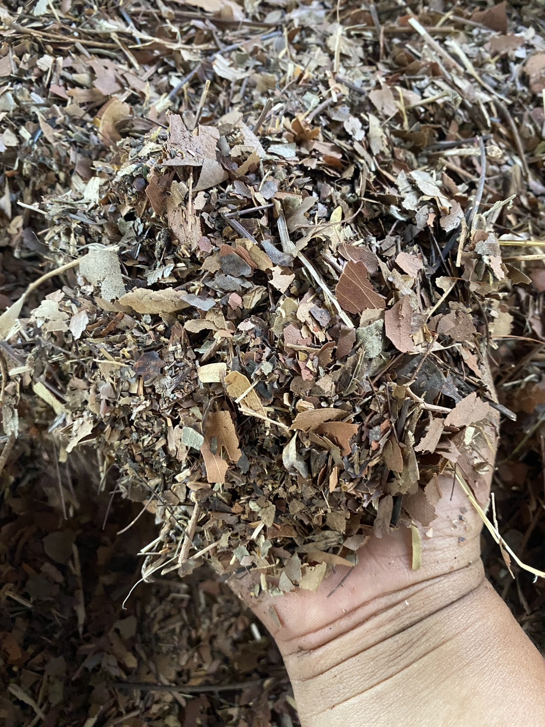 ใบไม้แห้งบด Leaf