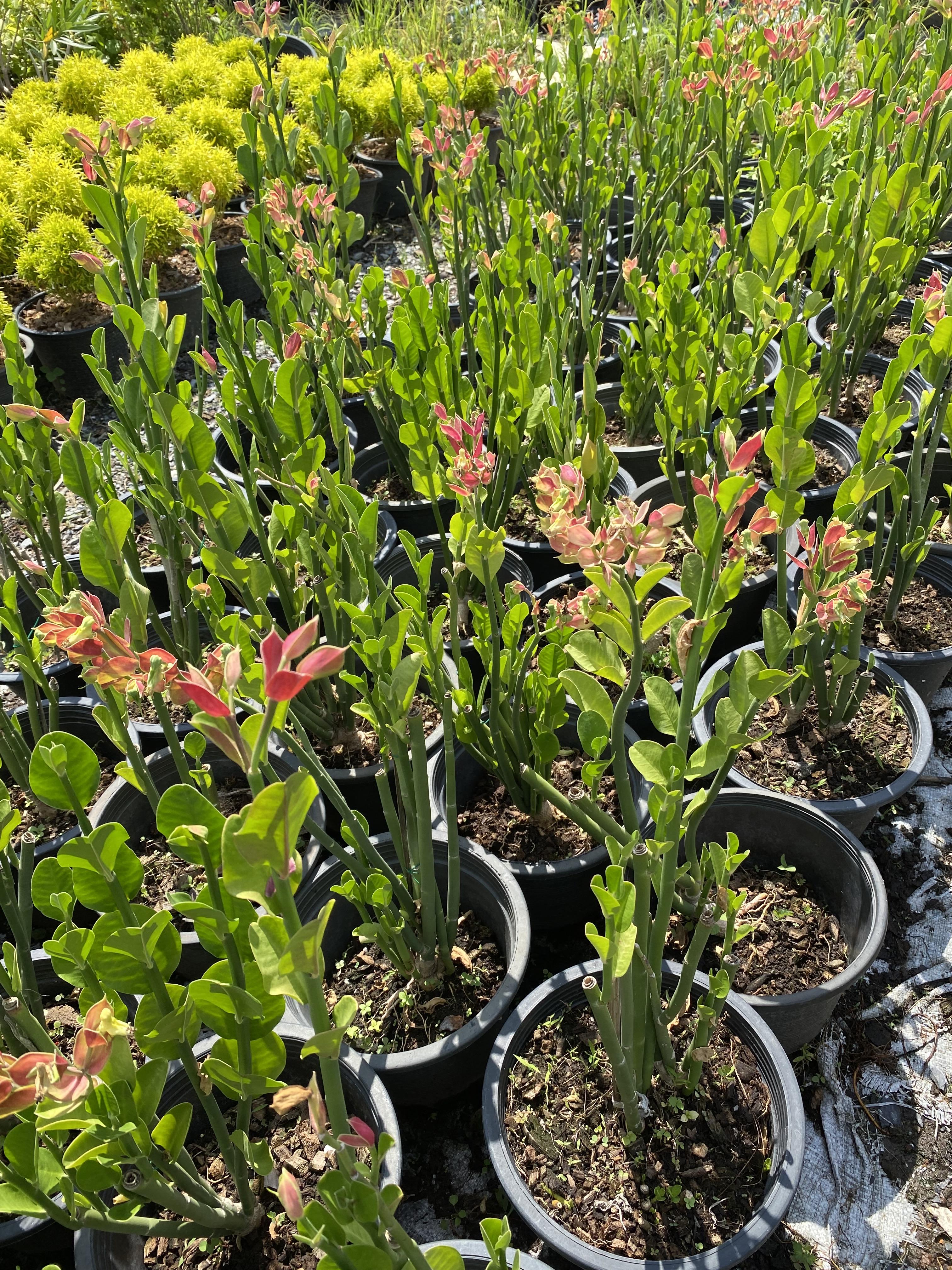 นกน้อยนำโชค Slipper plant