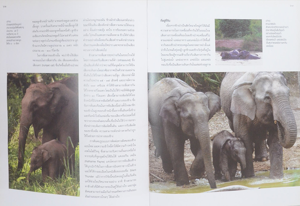 คืนช้างสู่ธรรมชาติ