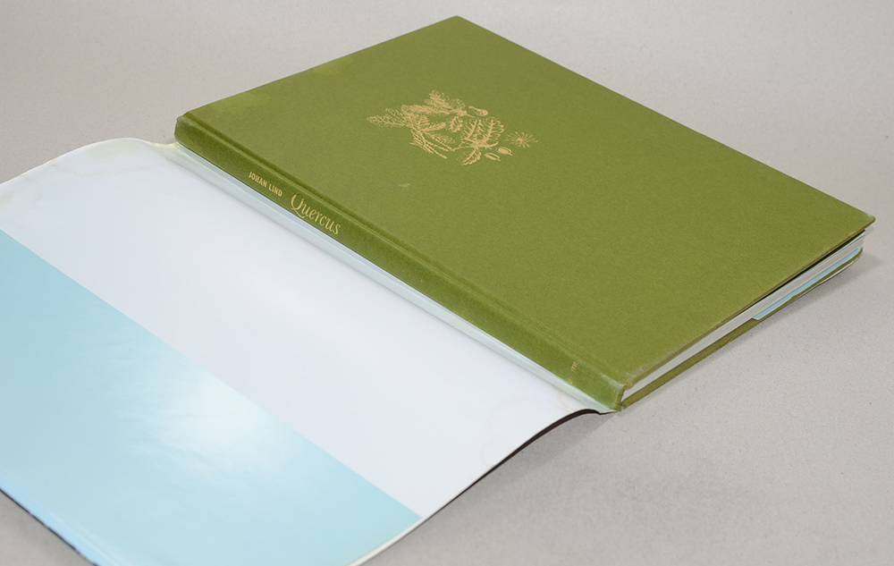 Quercus EKENS MANGRALD