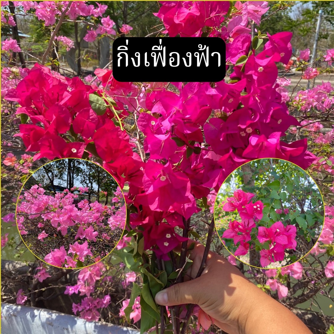กิ่งเฟื่องฟ้า ตัดสด Bougainvillea