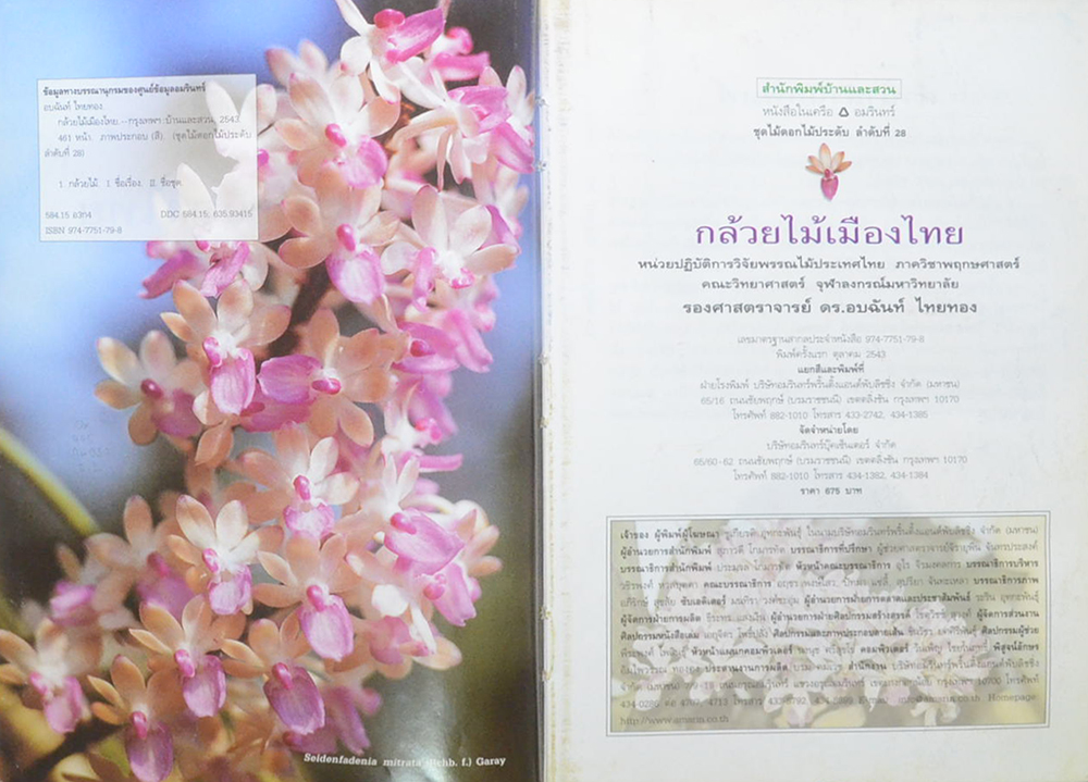 กล้วยไม้เมืองไทย (ขายตามสภาพ)