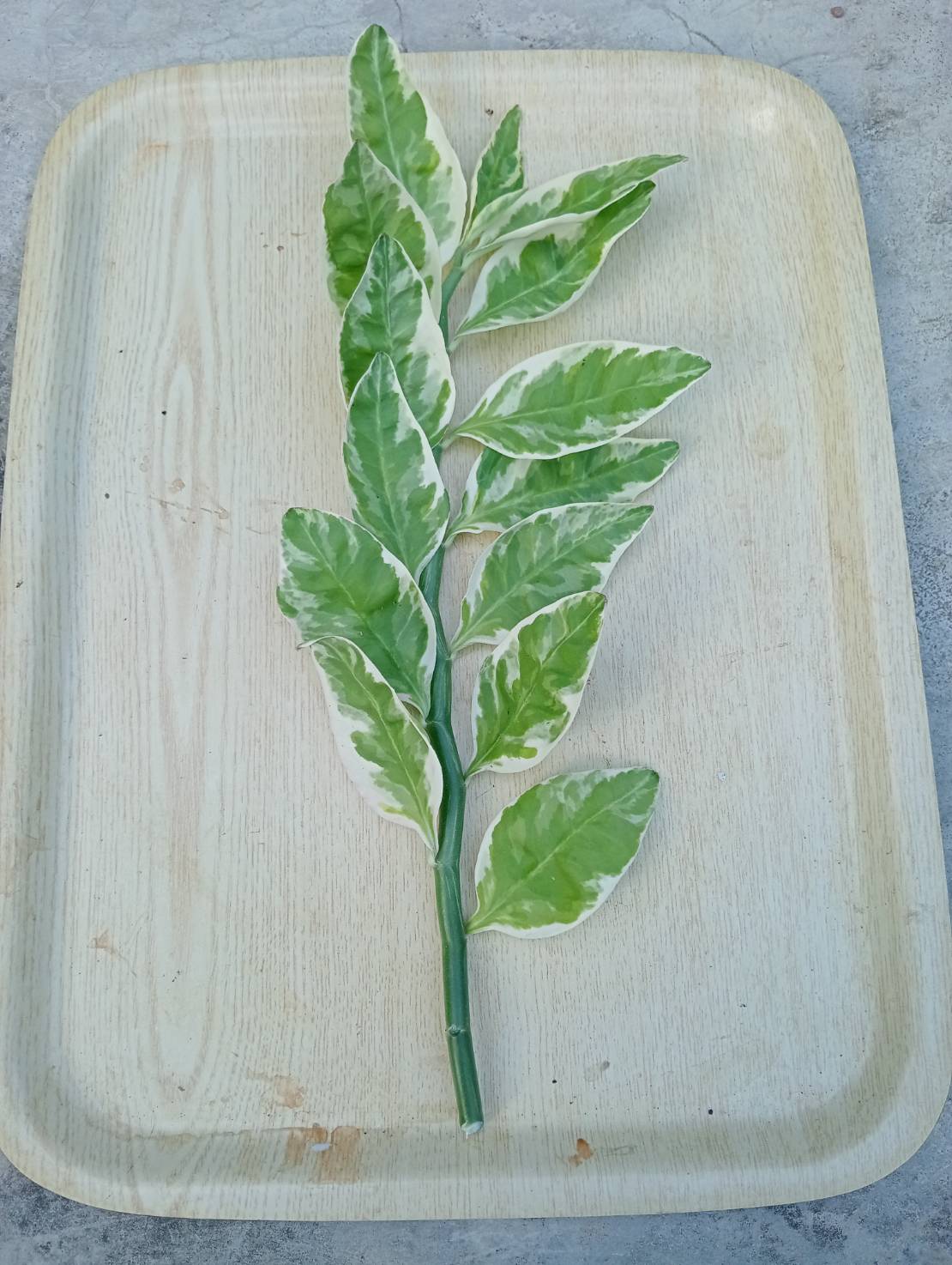 กิ่งแสยกด่าง นกน้อยนำโชค แสยกเขียว กวักเงินกวักทอง ไม้มงคลมี 3 สี