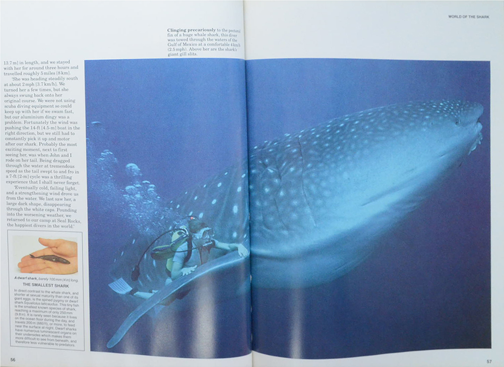 SHARKS Silent hunters of the deep