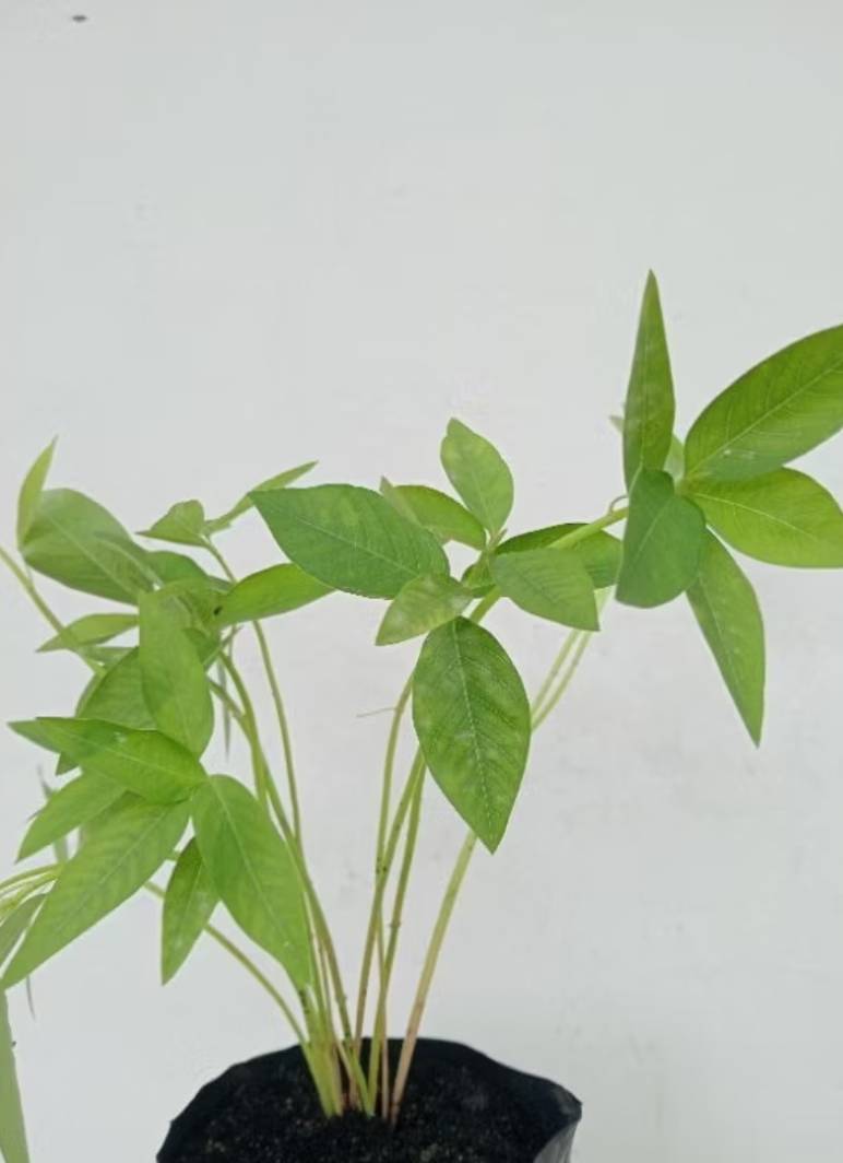 หญ้ายาง (ต้นยางอึ่ง) Milkweed