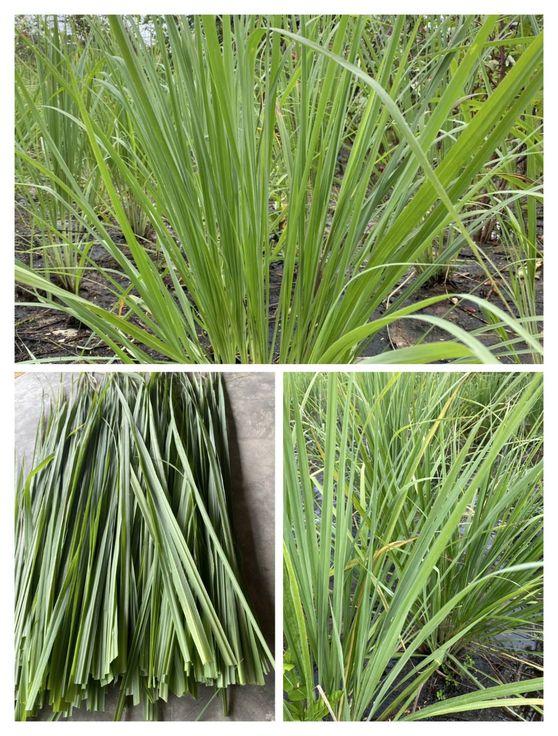 ใบตะไคร้หอม Cymbopogon nardus (Linn.) Rendle,