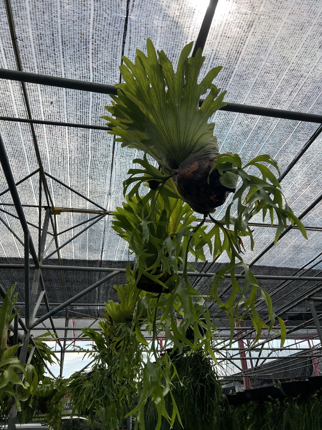 เฟิร์นชายผ้าสีดา Holttum’s Staghorn-fern