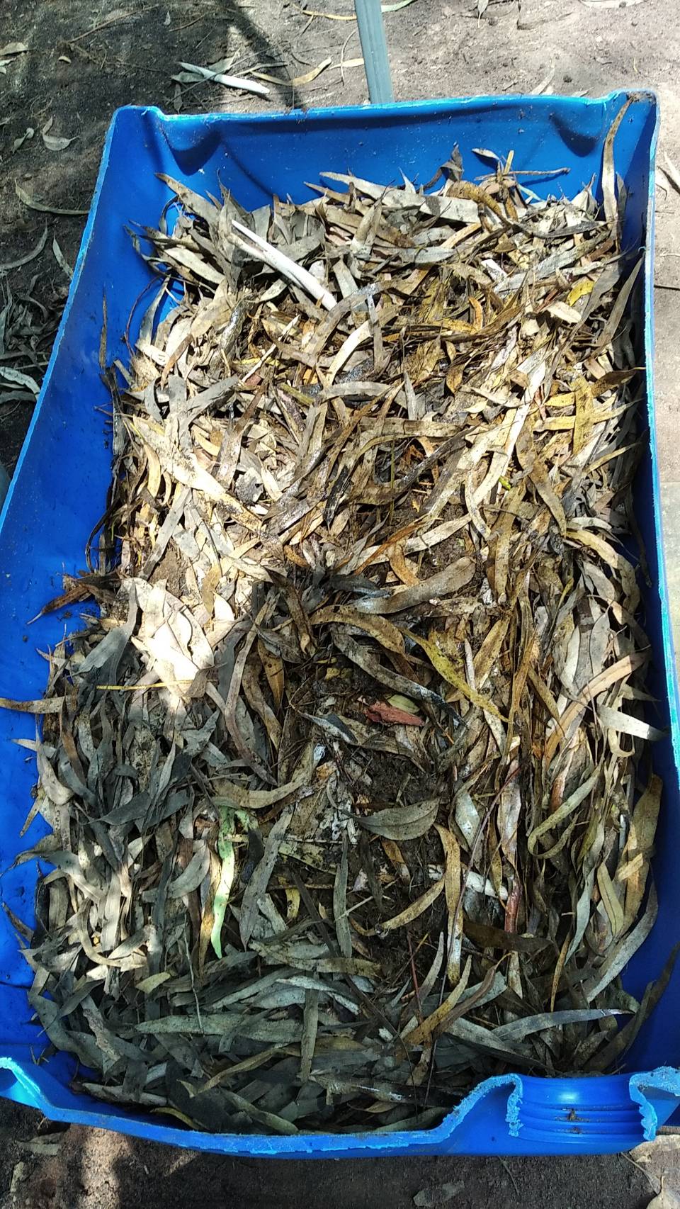 ใบยูคาลิปตัส แห้ง