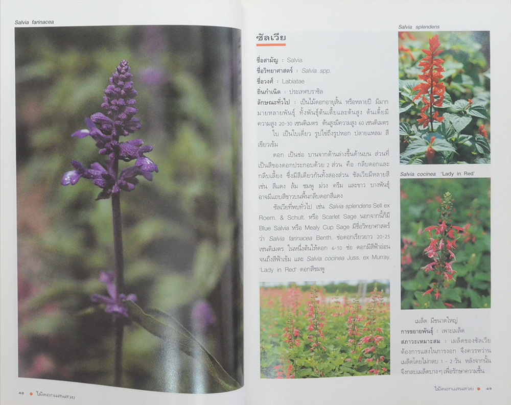 คุณหรุ่น รองรัตน์ (ไม้ดอกแสนสวย ไม้ดอกไม้ประดับ)