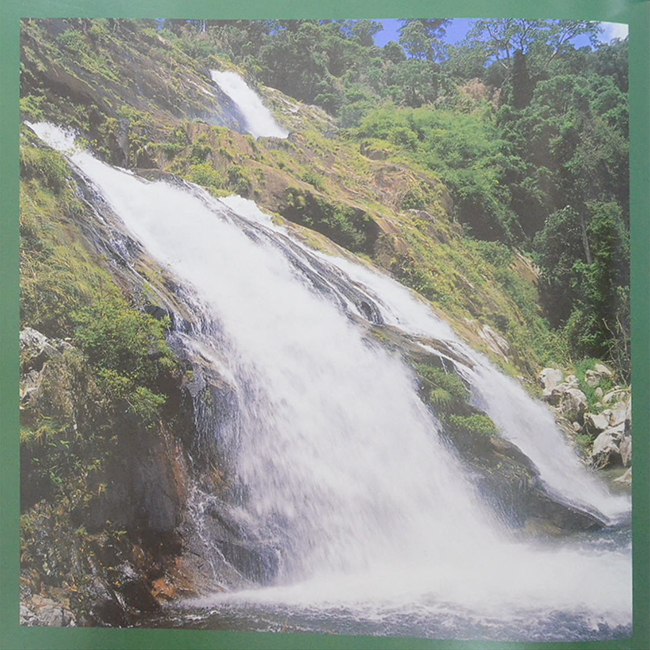 ป่ามรดกไทย อาณาจักรพรรณพืชและสรรพชีวิตแห่งป่าเขตร้อน (ขายตามสภาพ)