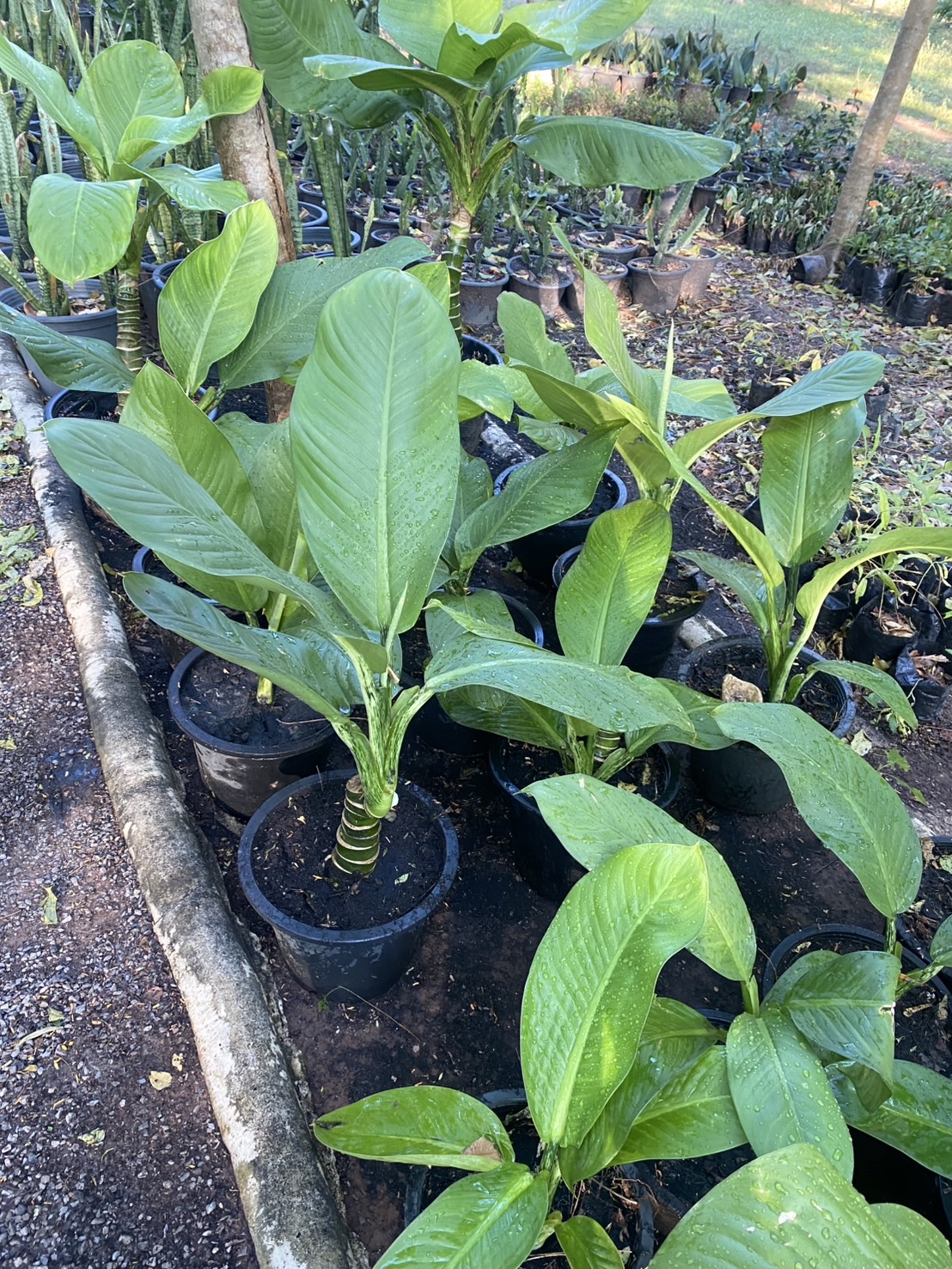 ต้นเศรษฐีวินสัน Dumb Cane Plants
