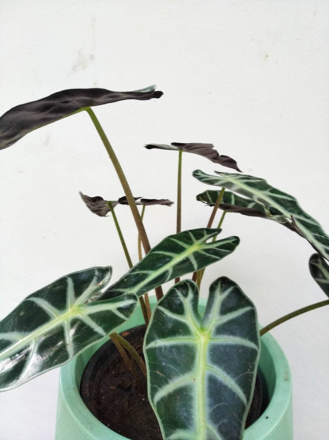 แก้วสารพัดนึก Alocasia Polly