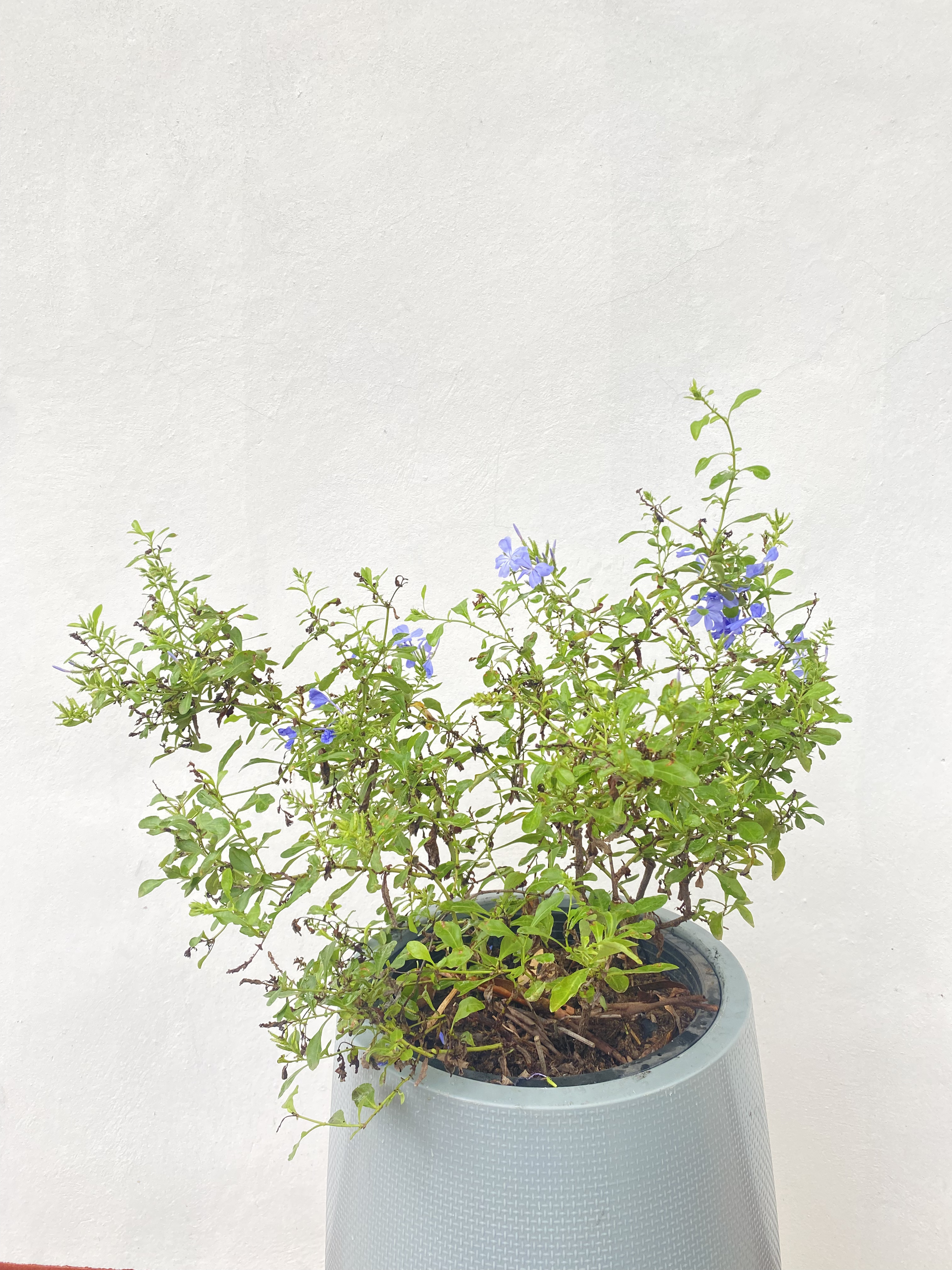 พยับหมอก cape leadwort