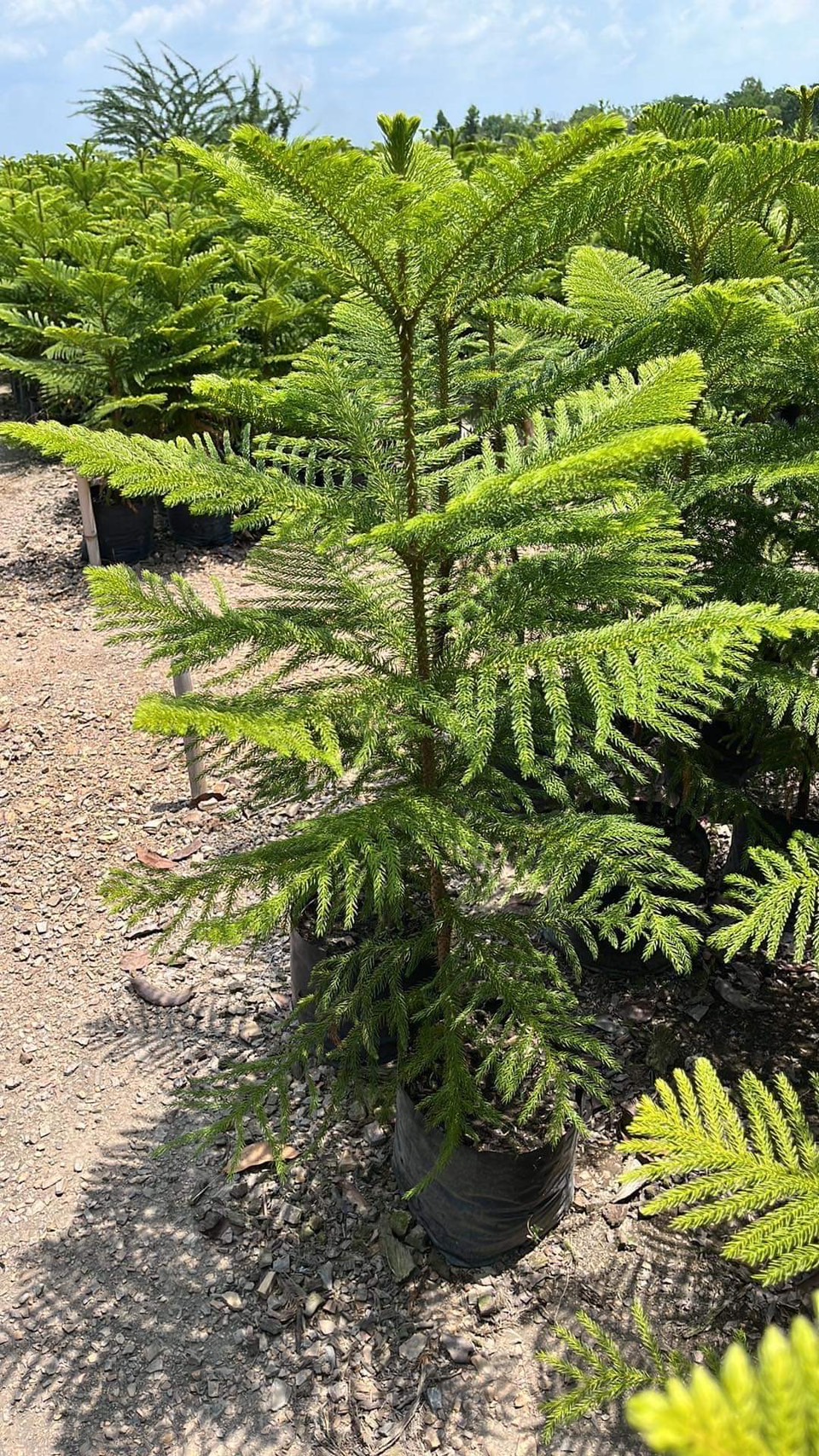 สนฉัตร Norfolk island pine